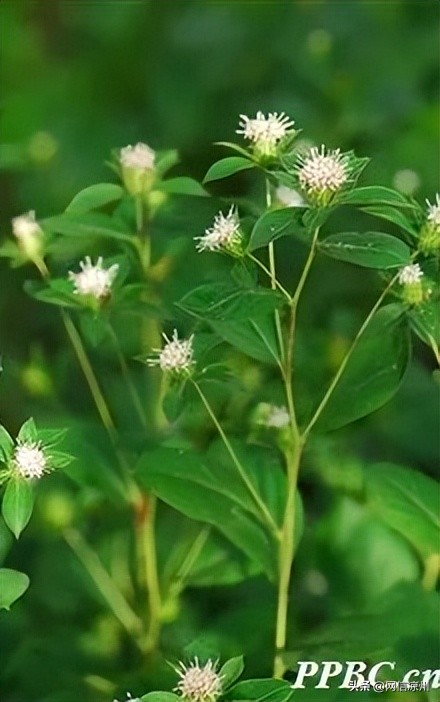 端午节习俗中有和花有关的吗,端午节的由来和相关的民俗活动