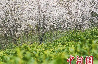 正宗的清明茶叶,清明左右的茶叶分质量好坏吗