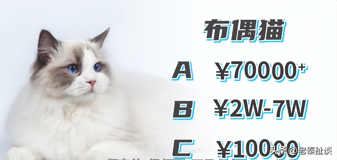 世界上最便宜的猫是什么品种,世界贵的10种猫的排名