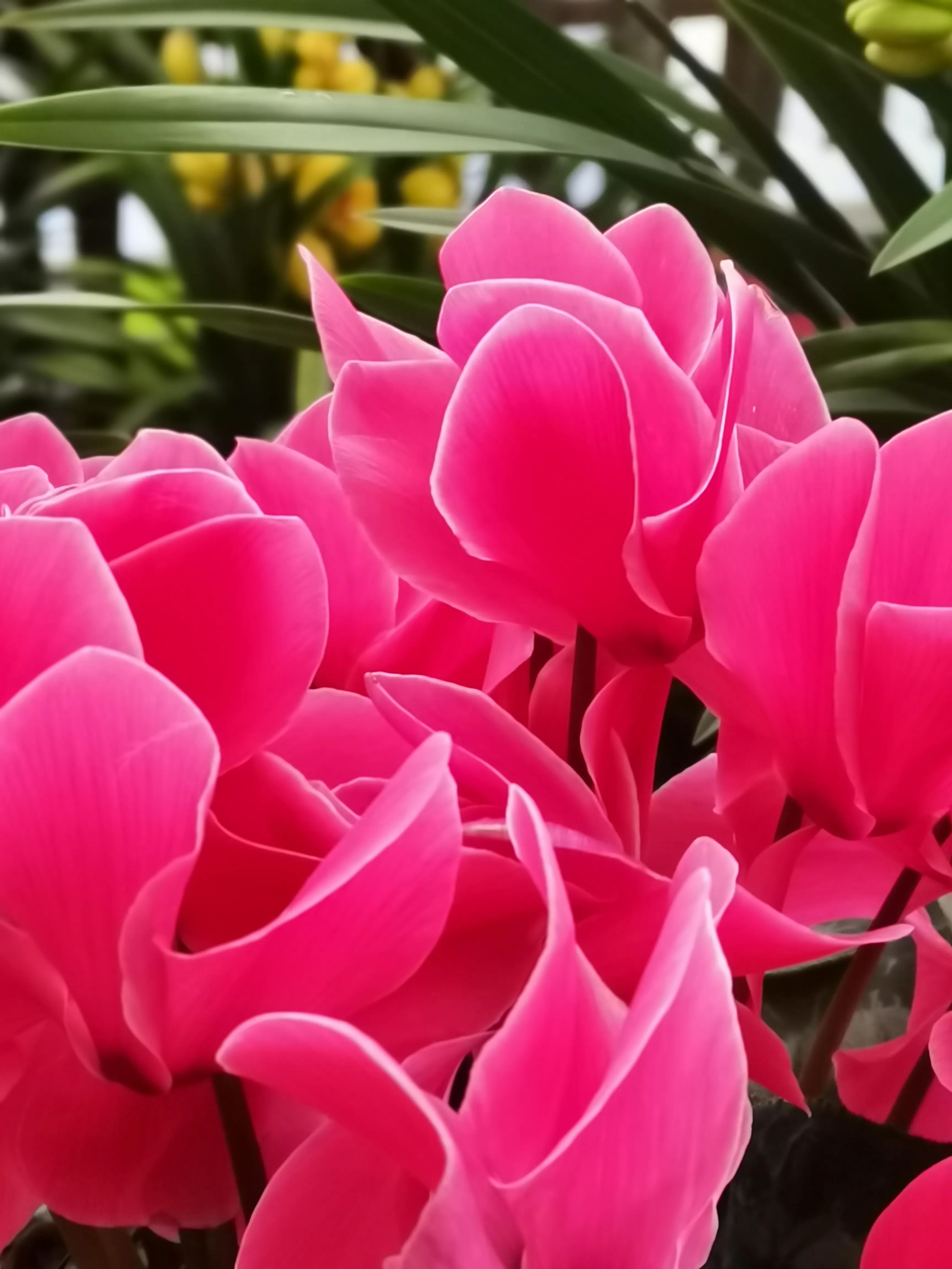阴雨雾霾天逛月亮湾花市，郁闷不见了，心情舒朗愉悦
