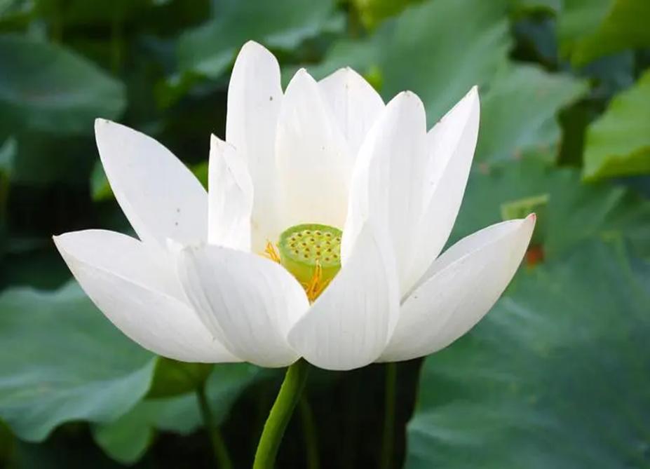 廉洁承诺书和协议书,办公室主任廉洁自律承诺书