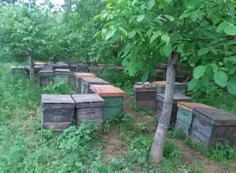 蜂王浆,蜂王浆价格一斤多少钱