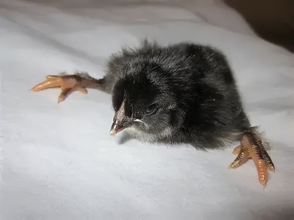 鸡有哪些疾病,鸡有炎症什么表现