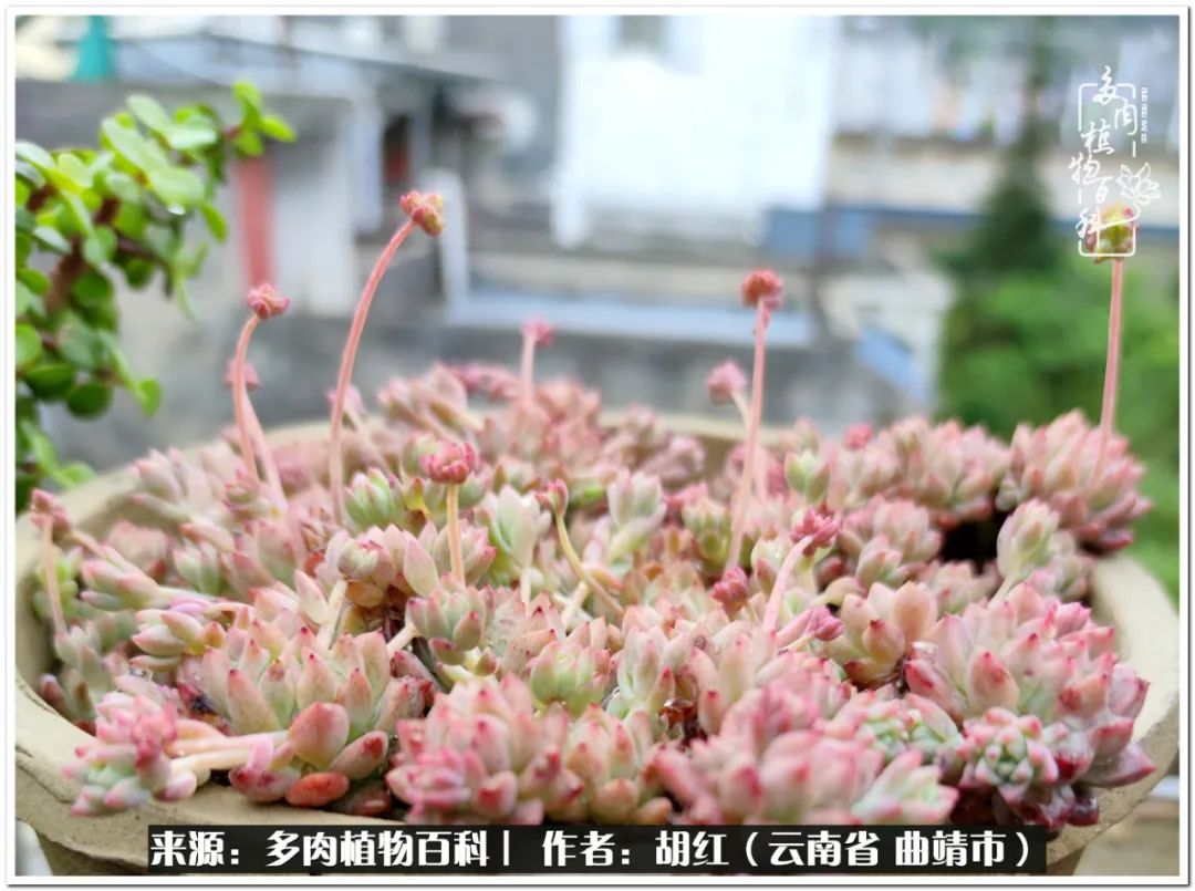 多肉植物里的糖,多肉生活的调味剂