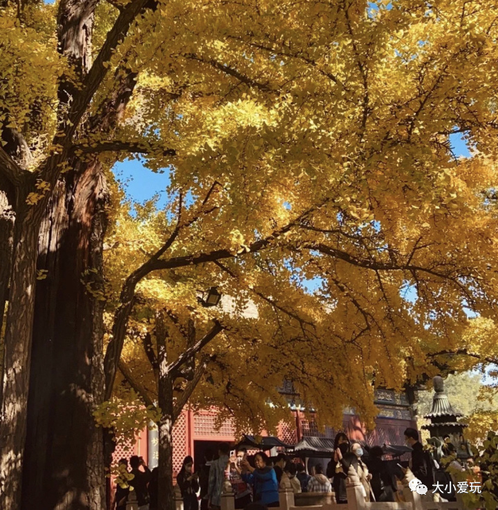 银杏最美的地方,金秋十月最美的银杏