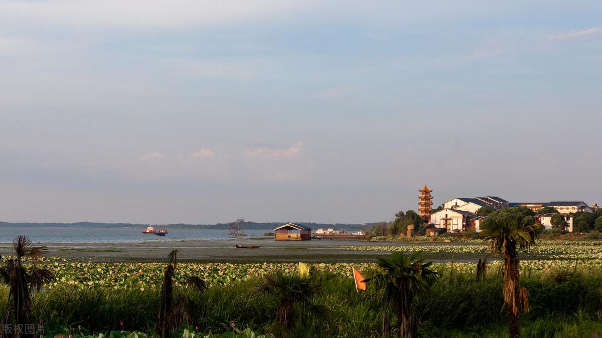 百斤大鱼若隐若现，小鱼大量搁浅，为何长江鱼的恢复还任重道远