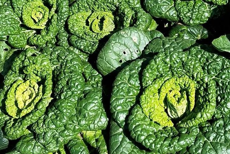 中国白菜种子,中国白菜最有名