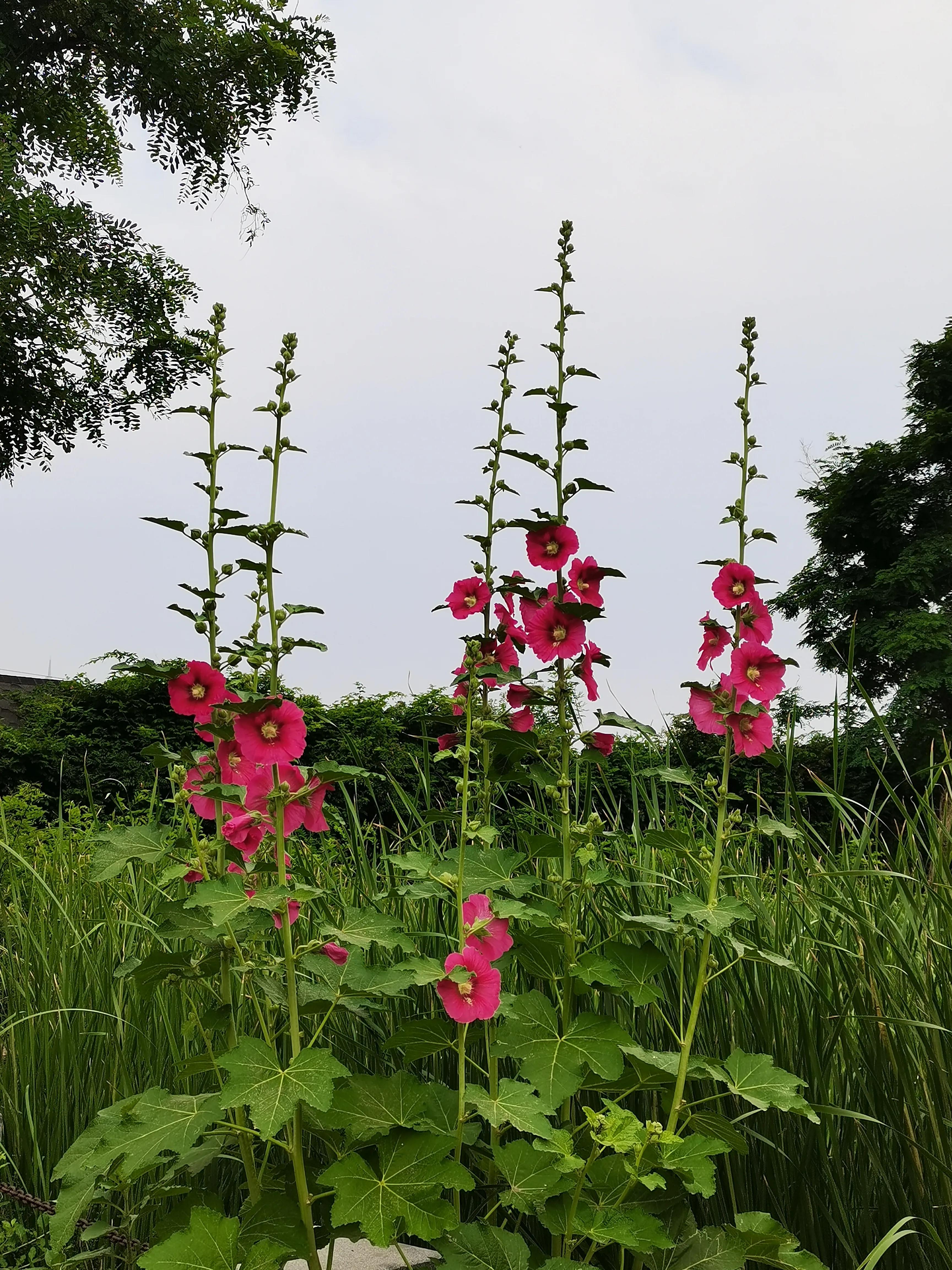 生活日记家的味道,生活札记300字