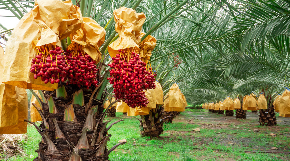 椰枣辟谣,辟谣水果