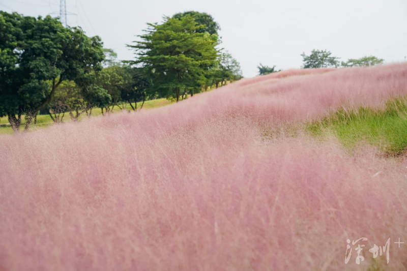 深圳绝美花海,深圳花海的风景