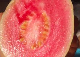 喜茶红心芭乐饮品有哪些,喜茶新品清爽芭乐攻略