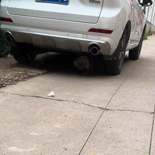 走失5个月的比熊身上还穿着棉袄,走失比熊回来了