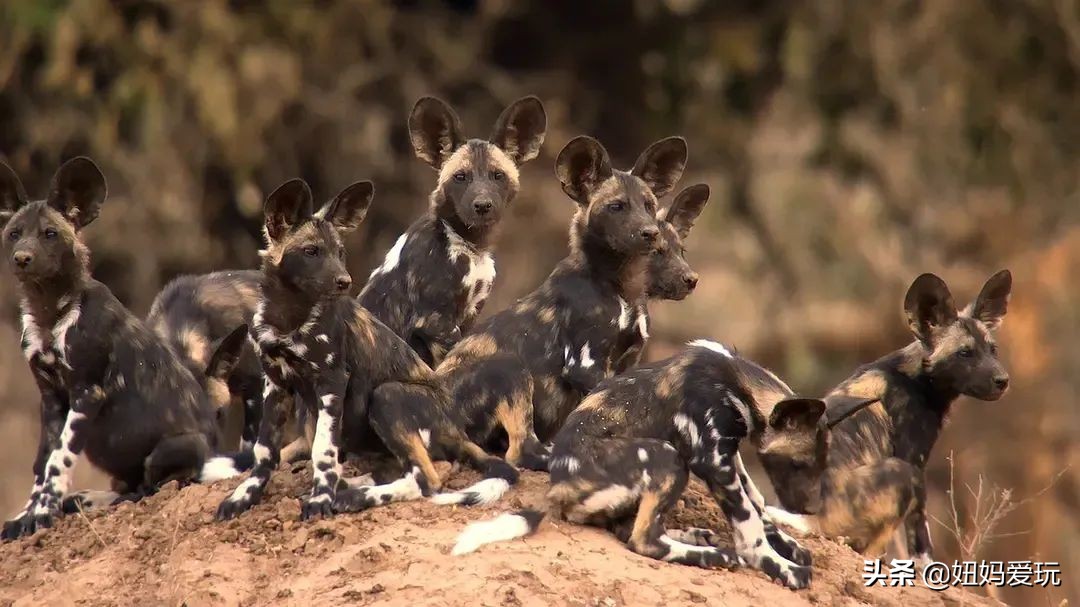 这几部口碑爆棚的宝藏纪录片,国庆孩子必看的8部神级纪录片