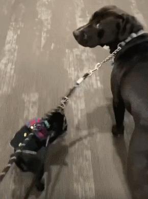 但凡给狗*载下**一个反诈APP，它都不至于被骗这么久