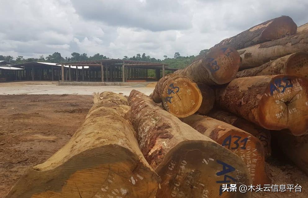 非洲木材商:无法通过提高木材价格来转嫁生产成本