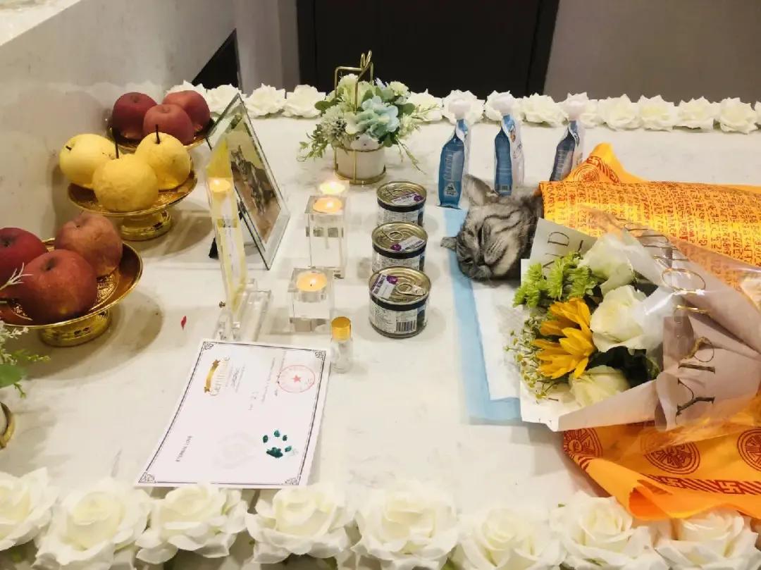 宠物殡葬行业前景,宠物殡葬一般费用多少