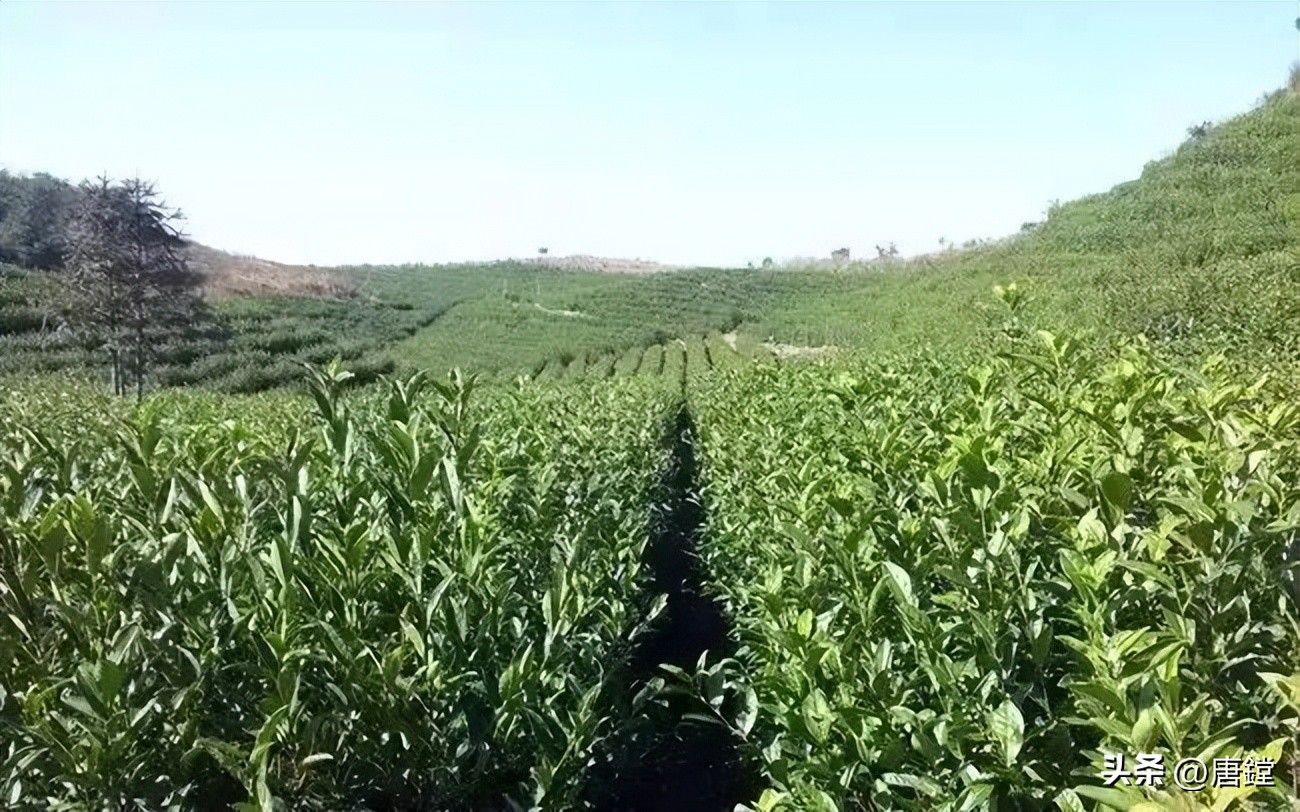 茶香四溢10大名茶,茶香四溢明前茶