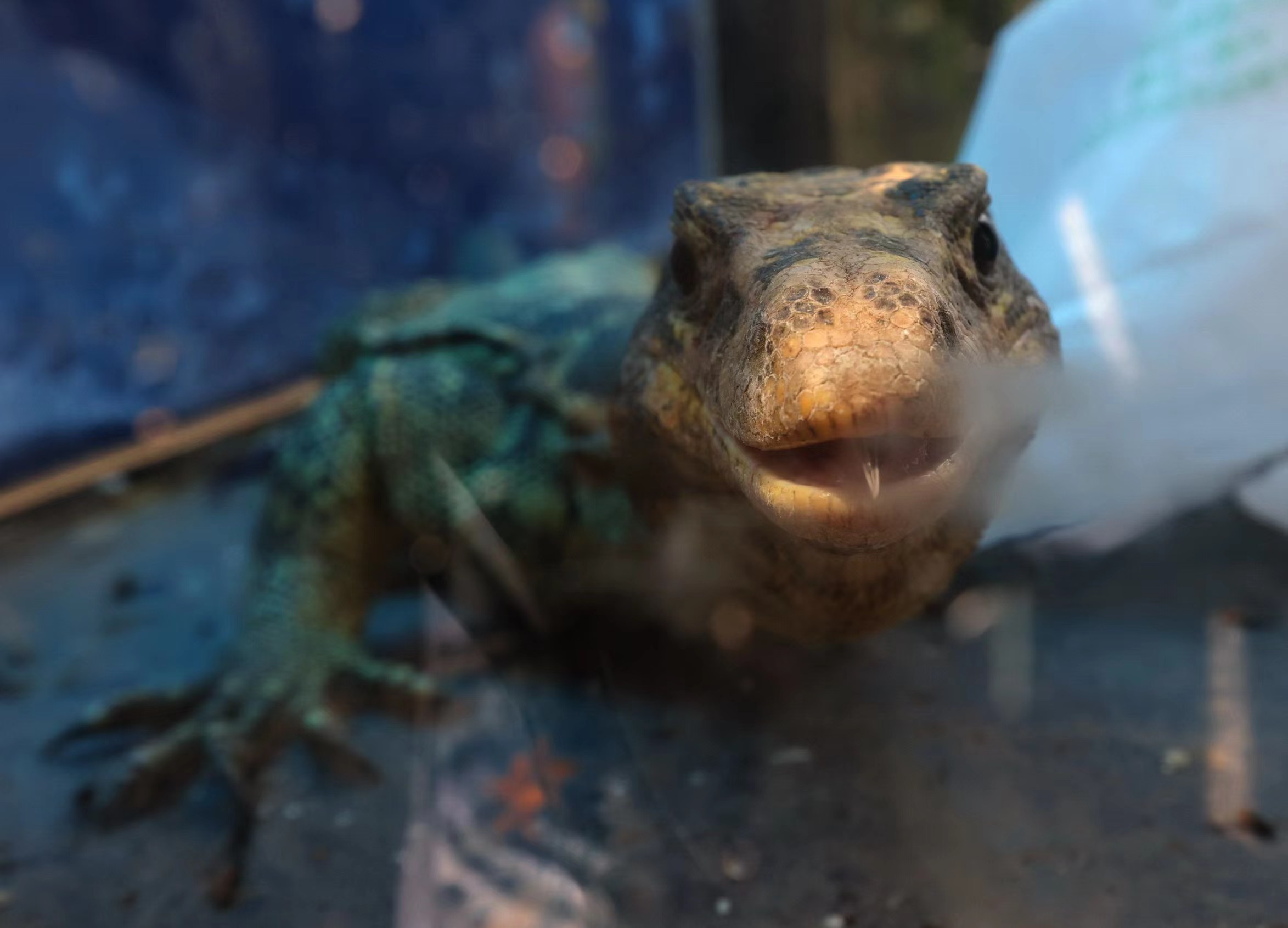 消防员抓蜥蜴视频,广西男子家房顶出现巨大蜥蜴