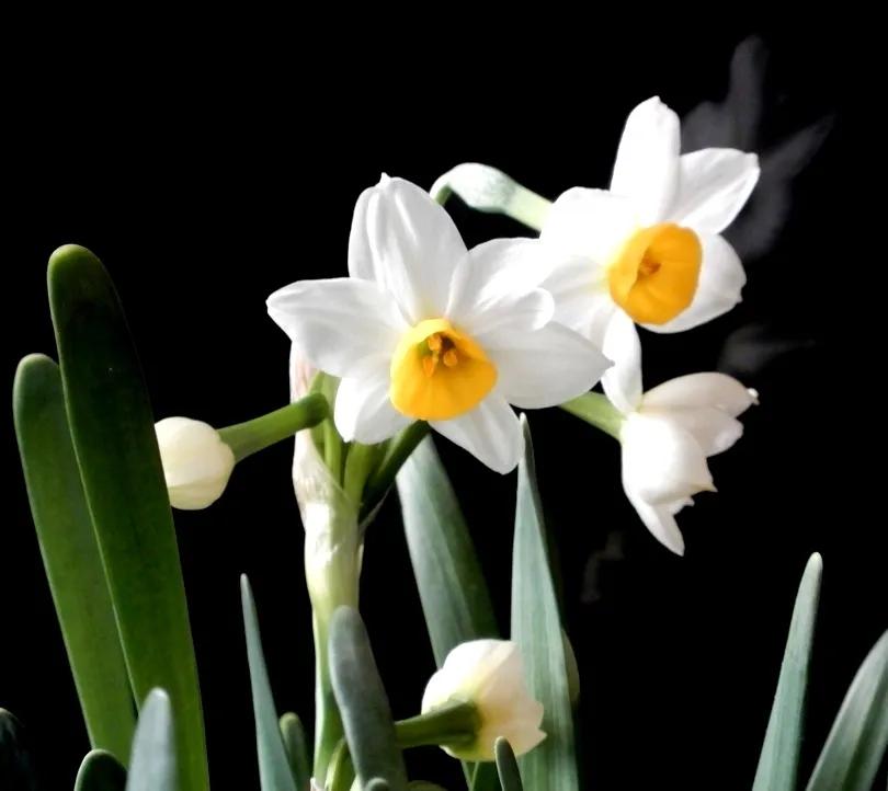 古诗词中的水仙花：飘零尘俗客再见水仙花