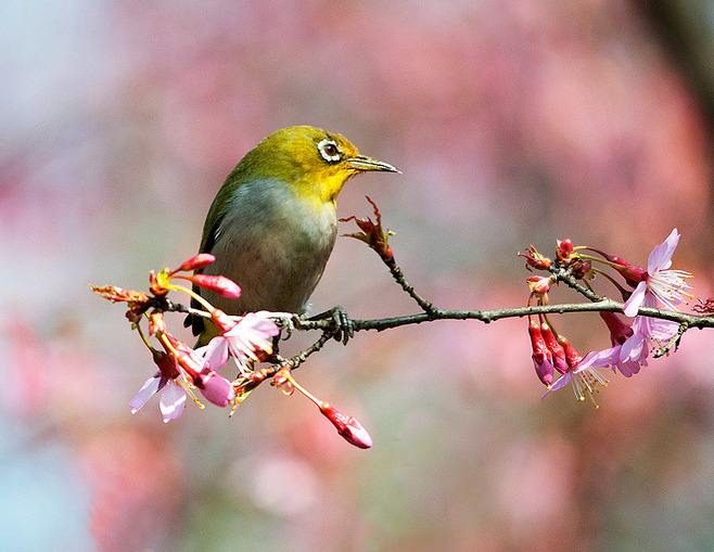 杜甫最经典的15首诗有解析,杜甫最有名的十首诗带解析