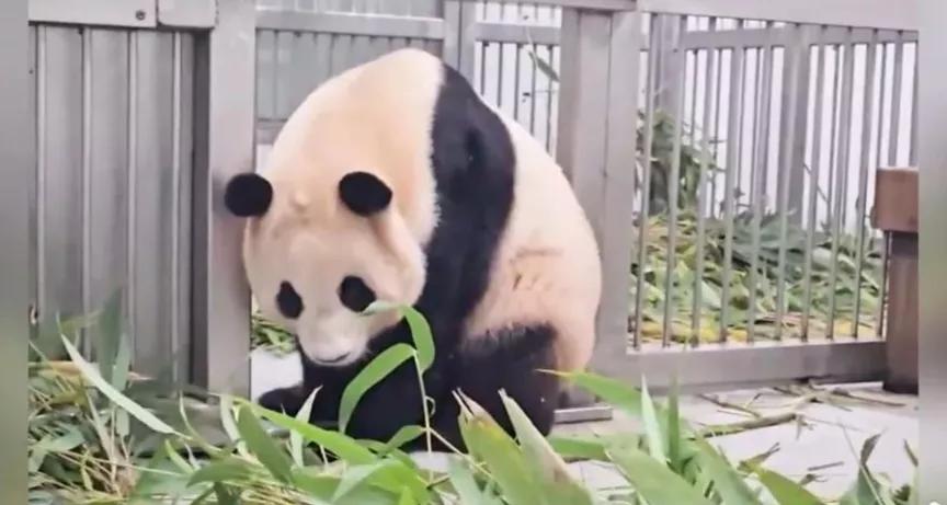 福宝是自然受孕的熊猫宝宝吗,爱宝和福宝自然受孕