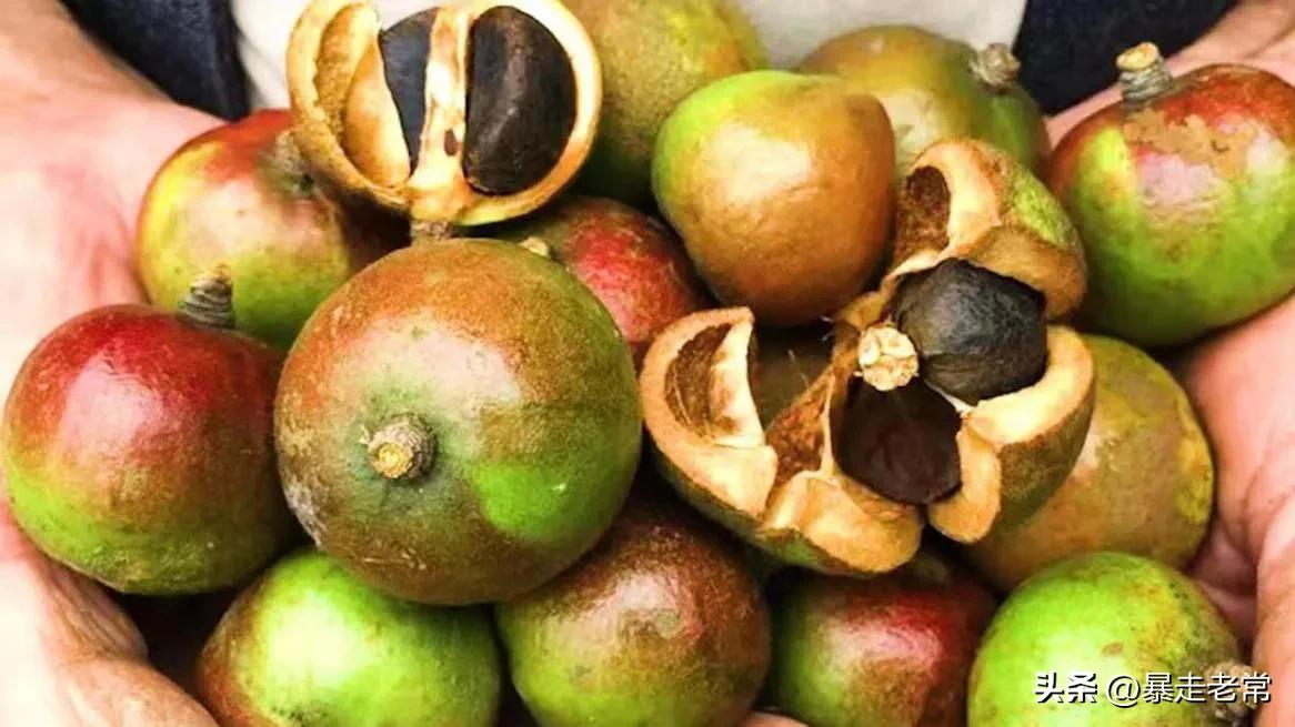 发展高产油茶产业助力造血式扶贫,油茶种植为乡村振兴添活力