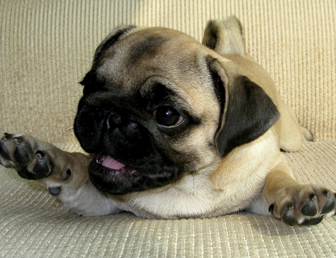 推荐几种狗不贵又好上手养就对了,建议穷人养的10种小巧便宜狗