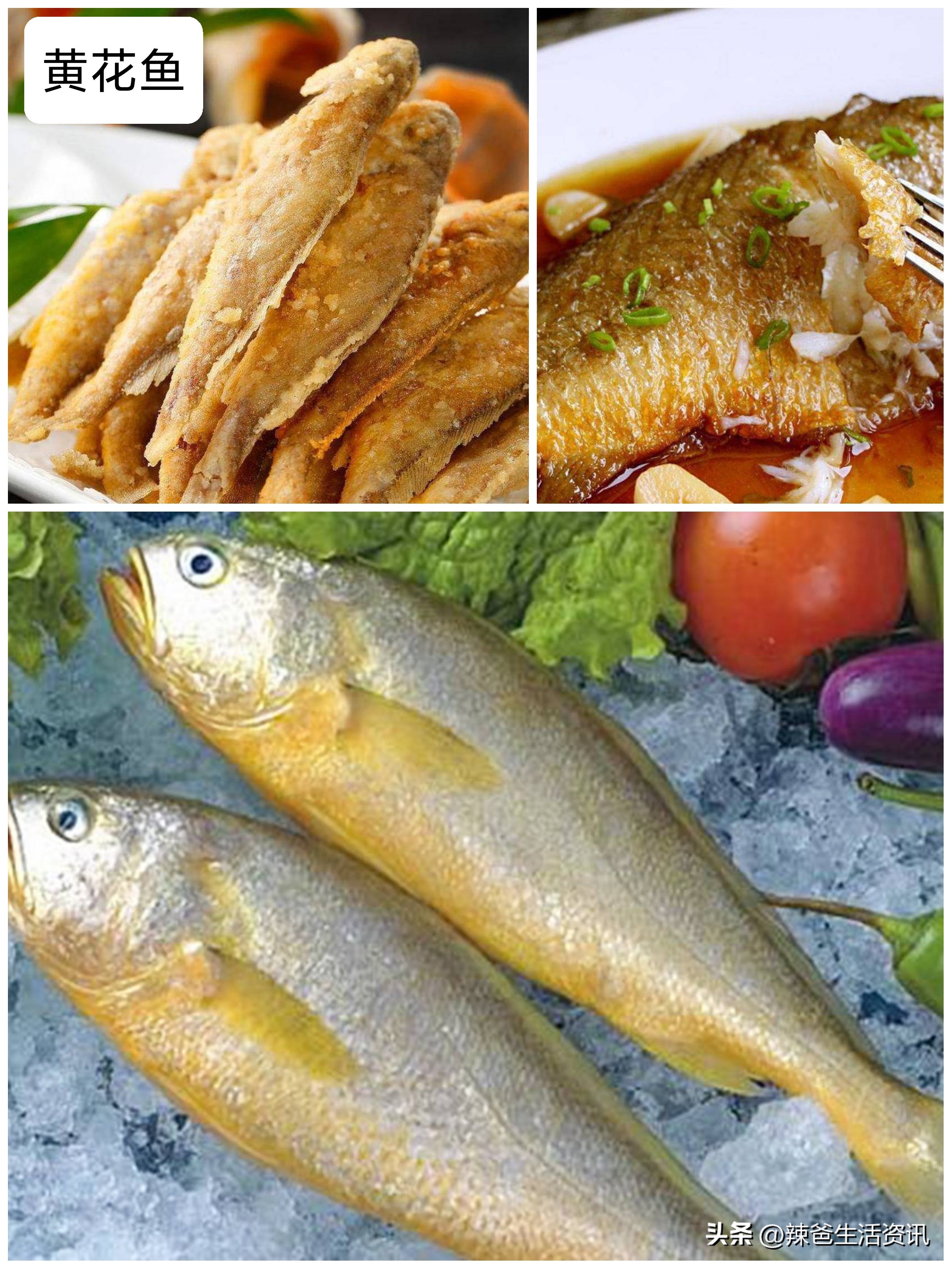 好吃的常见海鱼,比较好吃又便宜的海鱼有哪些