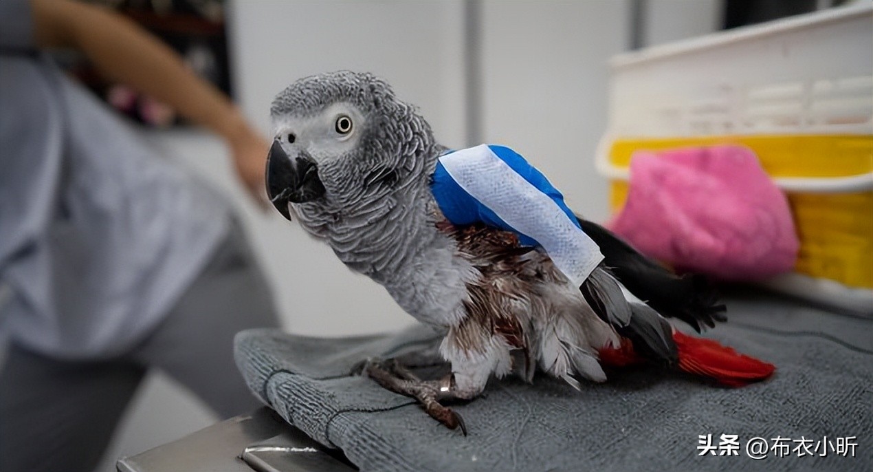 鹦鹉快死了有什么急救方法,鹦鹉急救视频