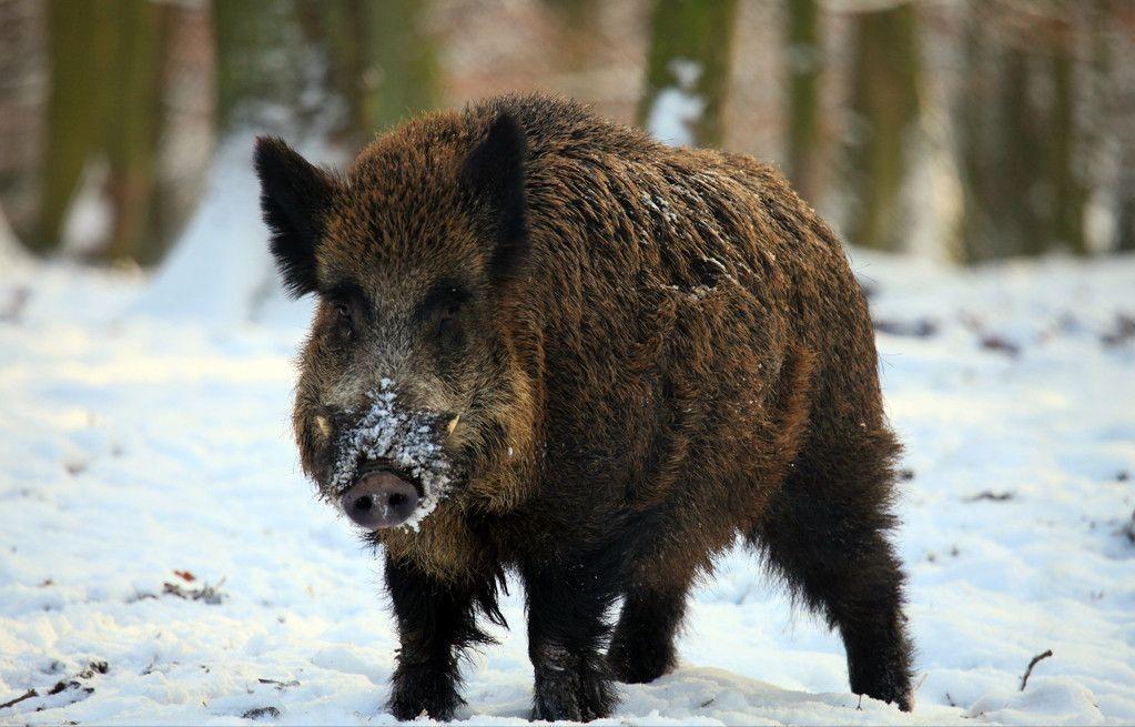 叫价10元1斤，杀一头净赚几千元！为何野猪泛滥还是控制不住？