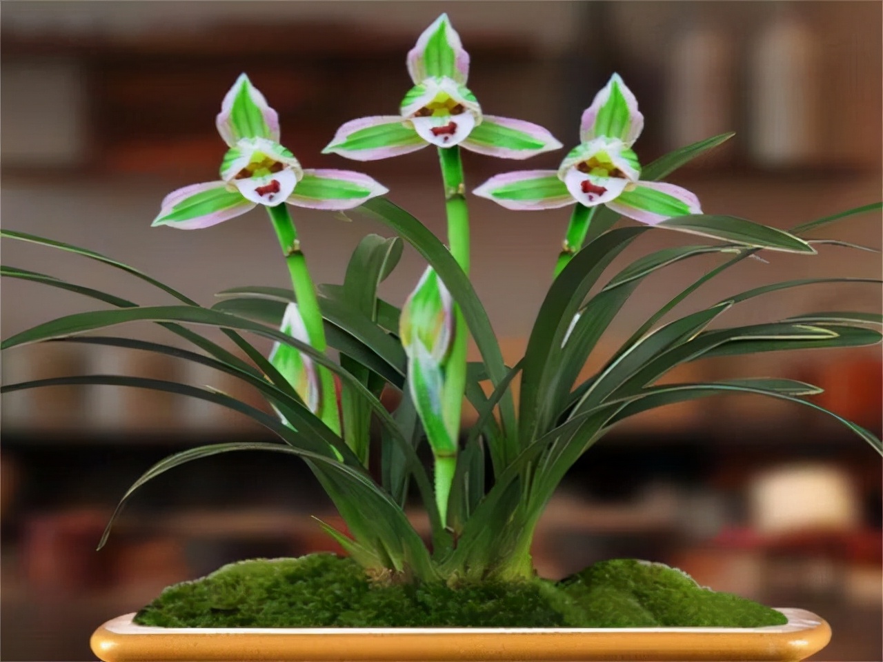 什么兰是最流行的兰花呢,兰花中哪个品种最好看又好养