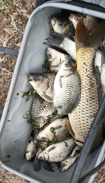 深秋野钓鲫鱼的最佳时间,初冬野钓鲫鱼的各种方法大全