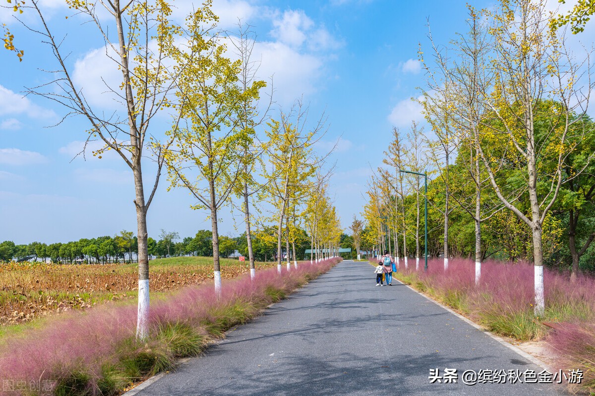上海七大郊野公园排名榜单,上海松江郊野公园旅游详细攻略