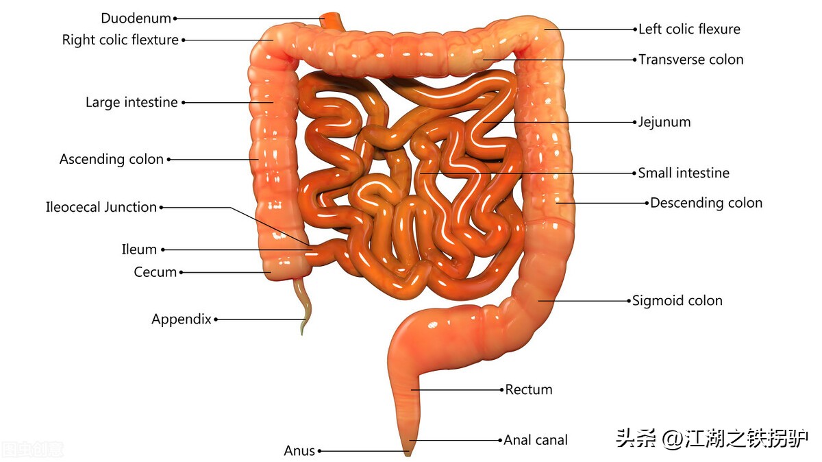 人体是如何消化食物吸收营养的,食物是怎么被消化的最真实