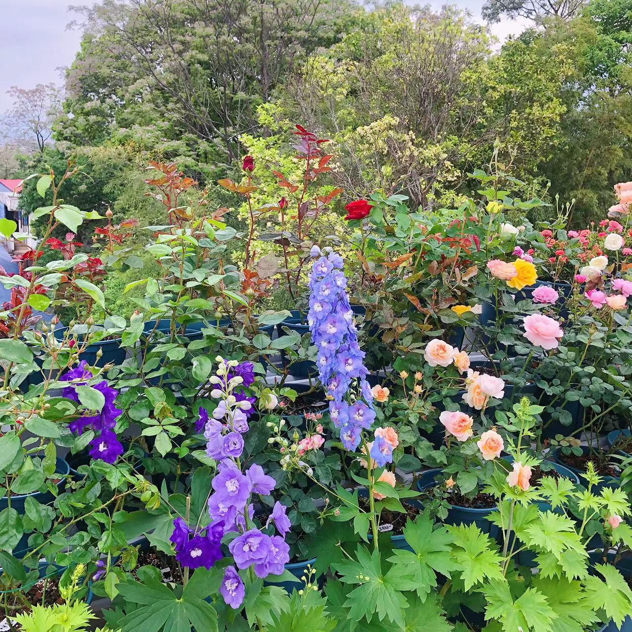 植物的叶子变黄了,植物色彩的多样性原因及图片