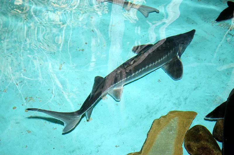 最好养的观赏鱼冷水鱼有哪些中型,冷水鱼有哪些观赏鱼比较好看