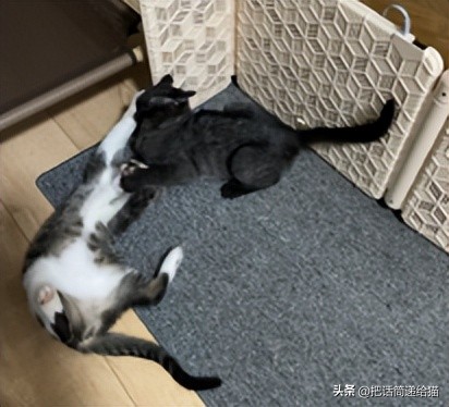 为什么猫咪养着养着就瘦了,猫咪为什么养着养着就发黄了