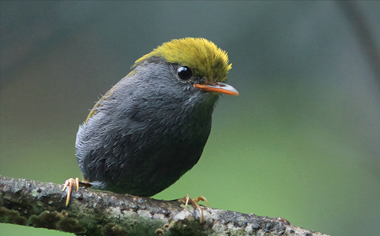 所有鸟图片大全大图,50张最佳鸟类摄影作品