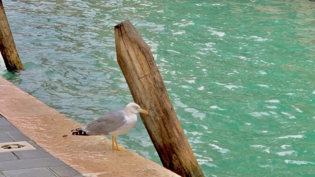 留学要去好学校吗,留学一定要先在国内读吗