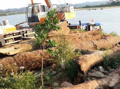 上亿乌木最后归属,江西上亿乌木最后归谁了