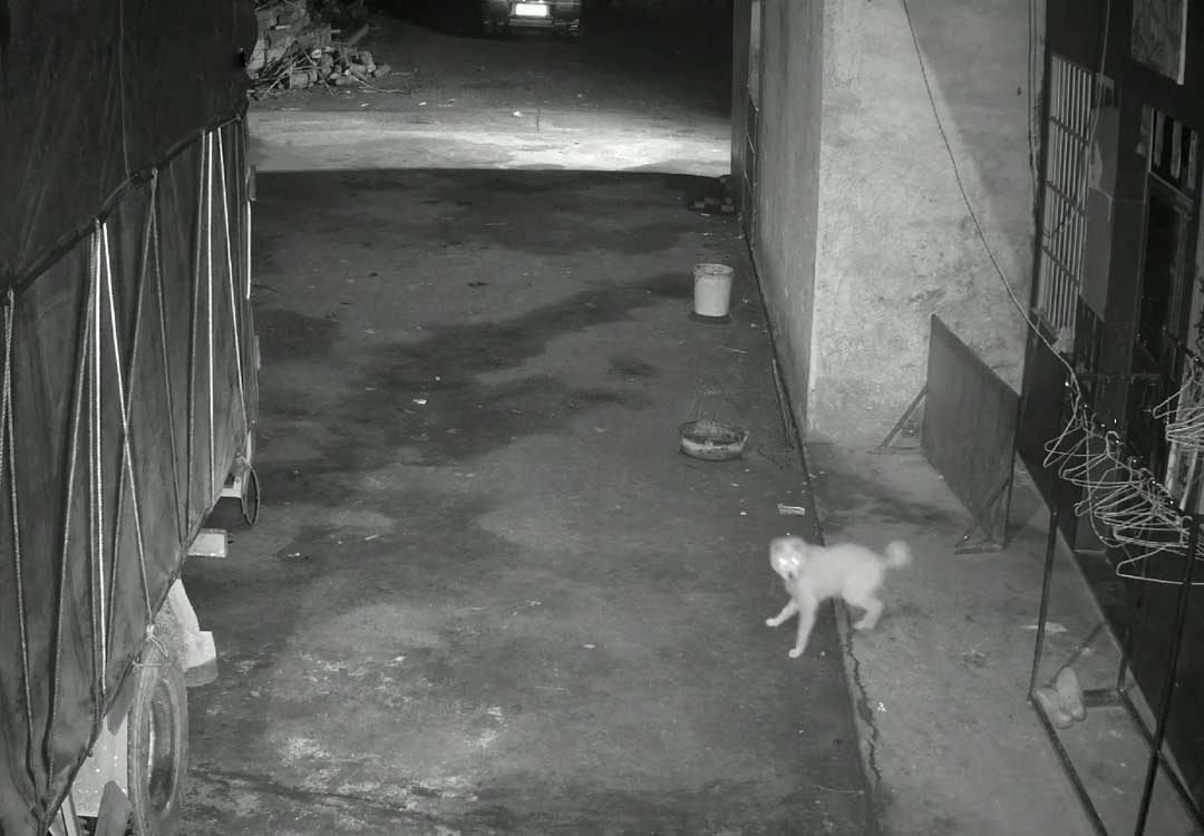 监控下的一幕狗狗吓尿了,主人凌晨一点多发现狗狗被吓到