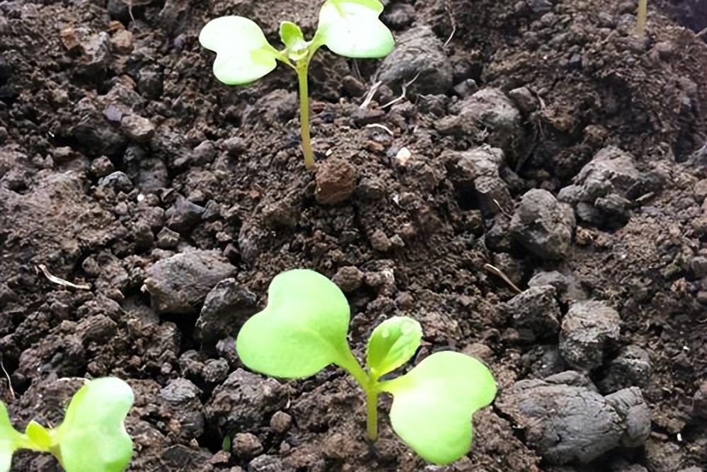 白菜出芽了之后种不活,白菜出苗了却不长怎么回事