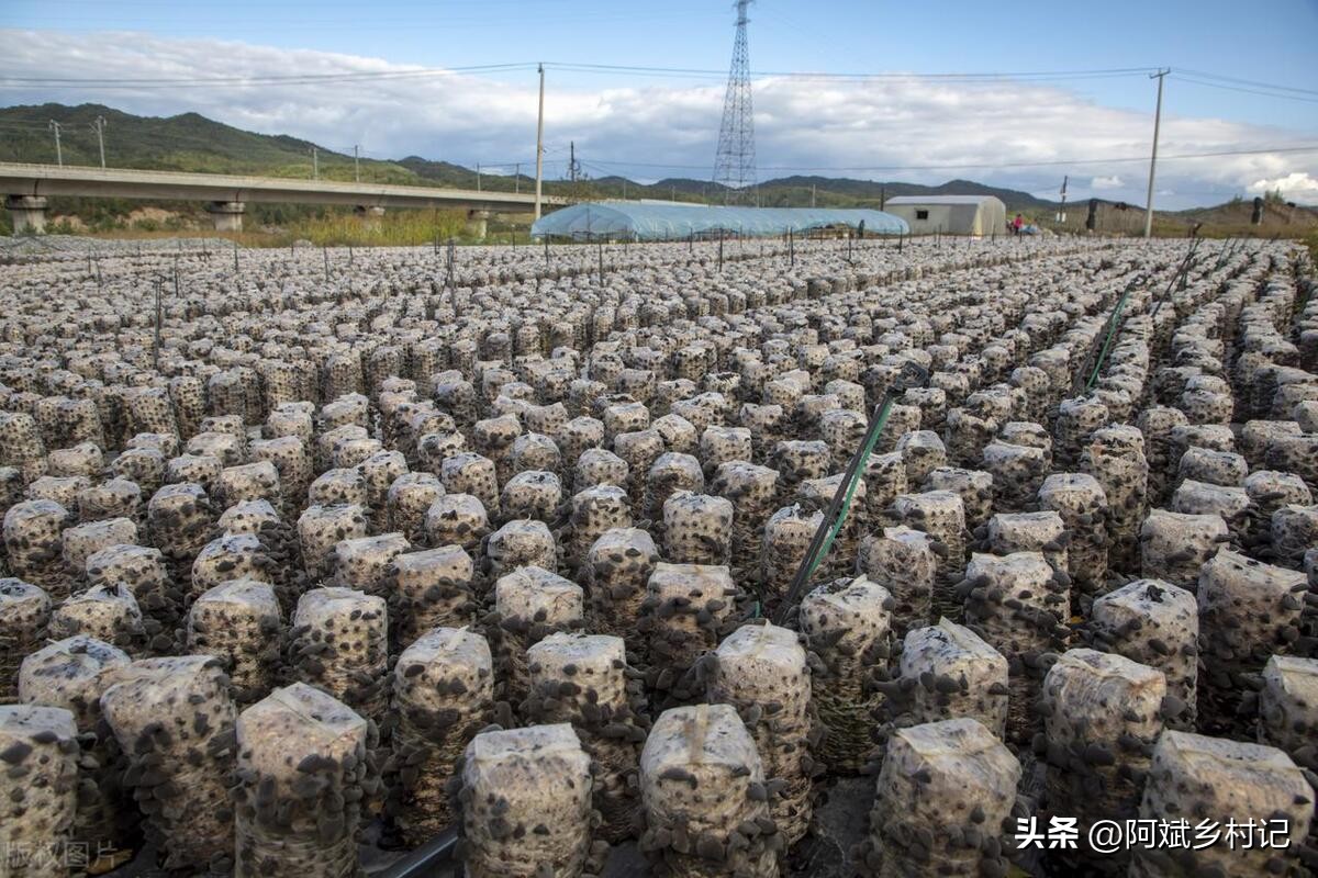 一亩三分地的新农人,如何在农村利用十亩地月入十万