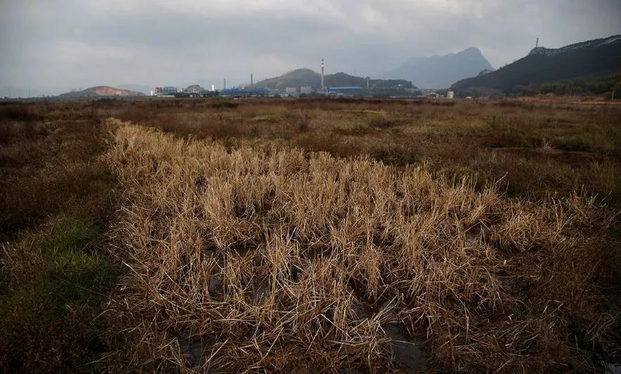 日本人租地闲置五年,日本人租1500亩地闲置