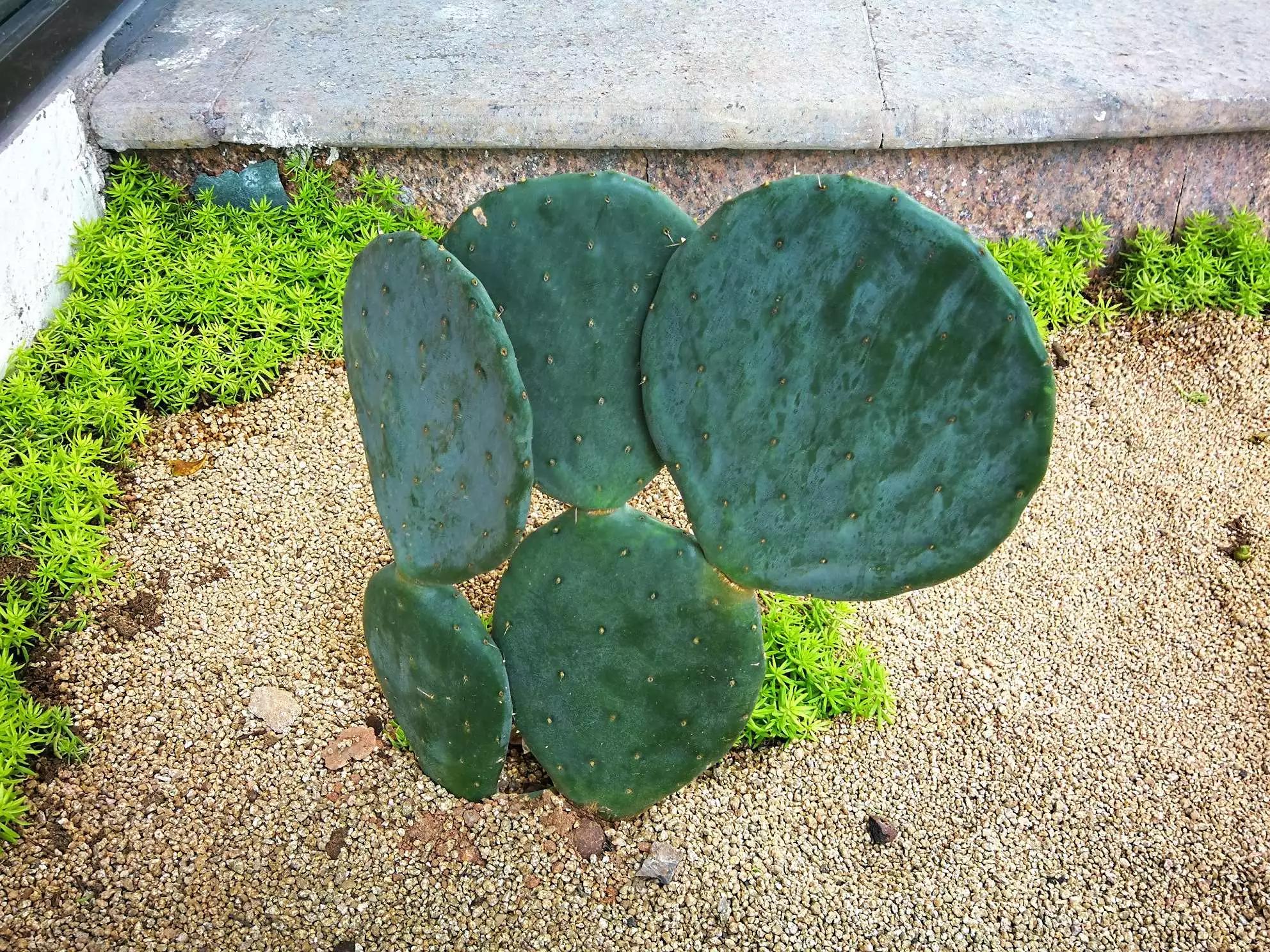 认识各种花的寓意,认识各种花的名称