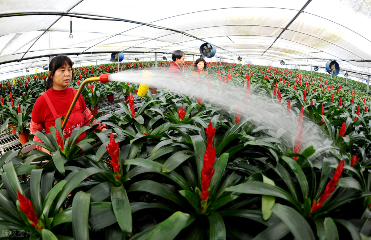 花卉批发市场有哪些种类,花卉批发前景