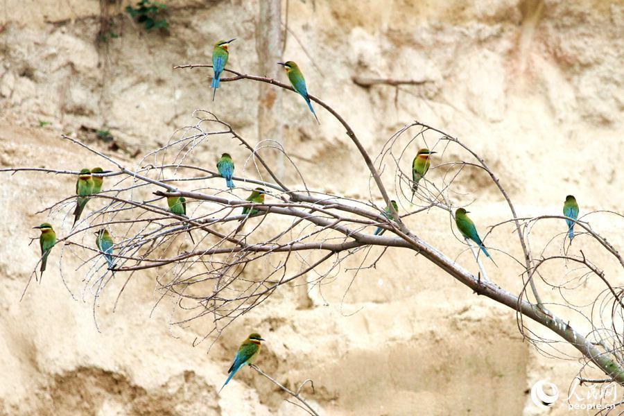 栗喉蜂虎厦门,可爱精灵小鸟