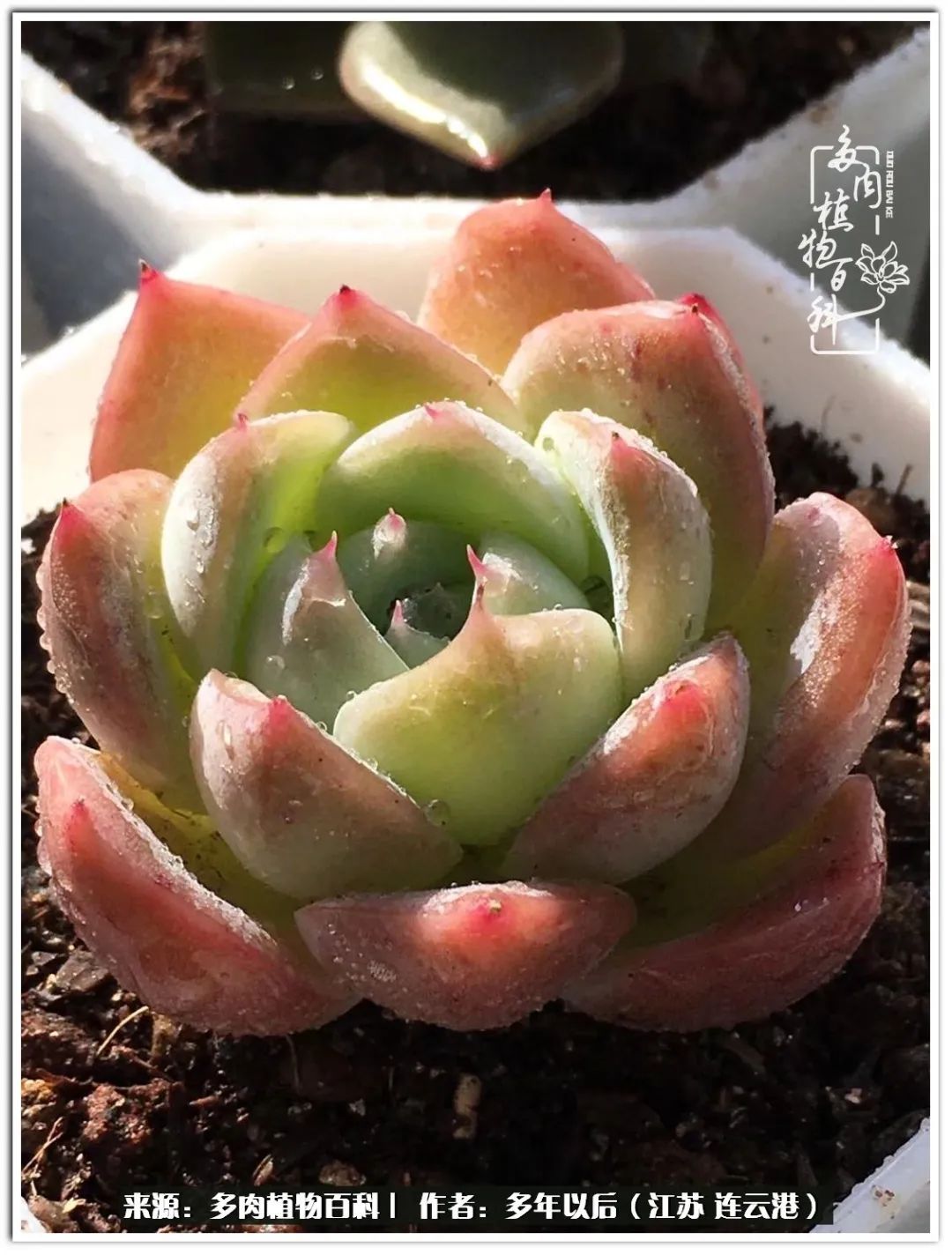 我若不弃，愿你不负我所期