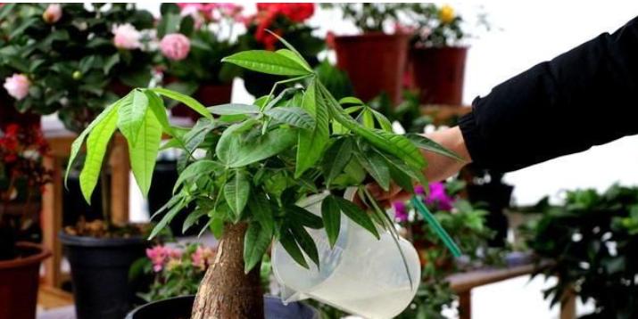 养花时花盆底下的小洞可以堵上吗,花盆下面垫个塑料盆会烂根吗