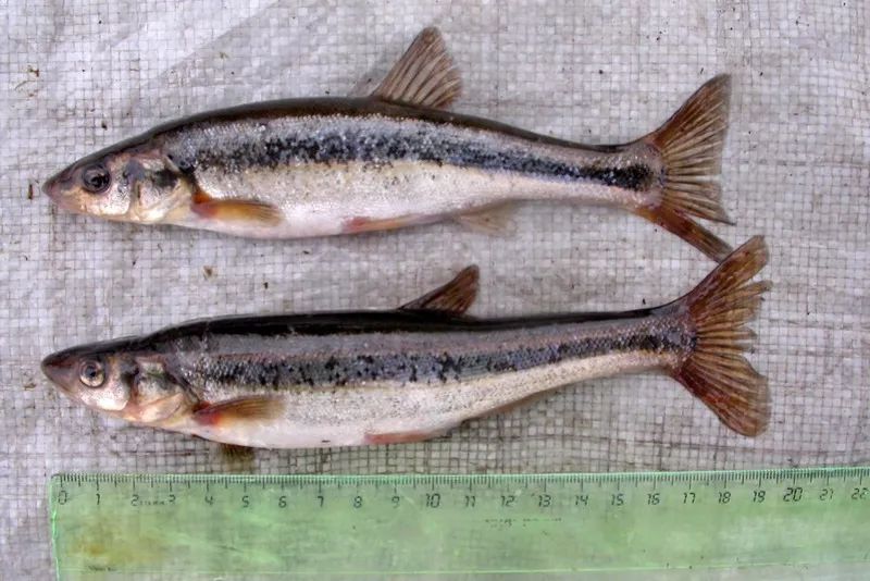 黑龙江三花五罗十八子图片,黑龙江名鱼三花五罗